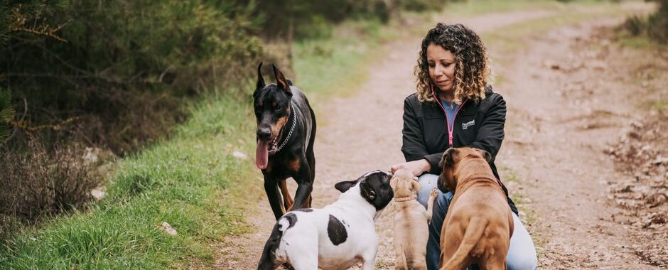 A happy dog walking calmly with a no-pull lead, showcasing a stress-free walking experience for pet owners.